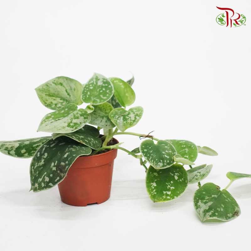 Scindapsus silvery ann《银安绿萝》