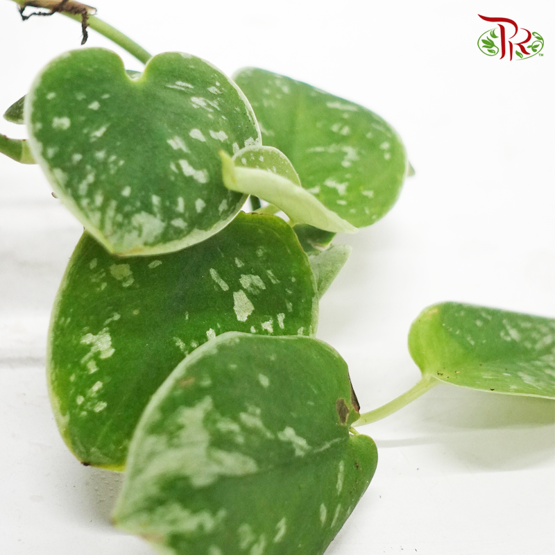 Scindapsus silvery ann《银安绿萝》