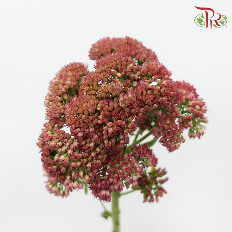 Sedum - Dusty Pink (Per Bunch)-Pink-China-prflorist.com.my