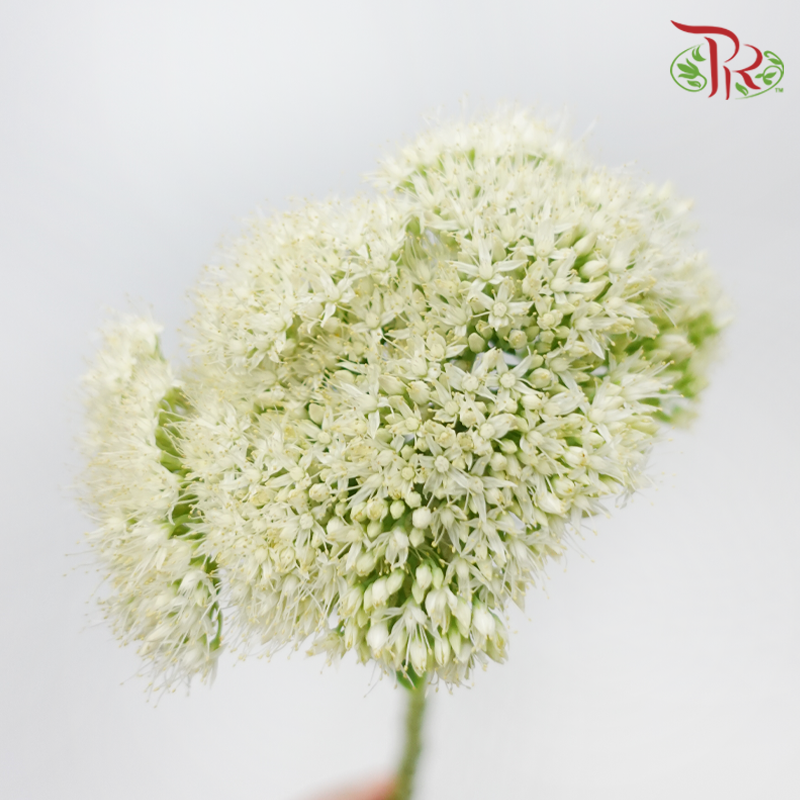 Sedum - White (Per Bunch)-White-China-prflorist.com.my