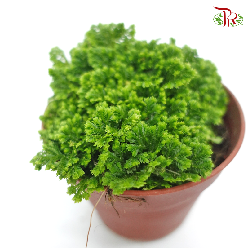 Selaginella《卷柏》
