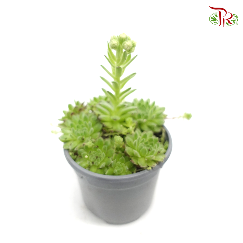 Sempervivum 《觀音蓮》 *Random choose-Pudu Ria Florist-prflorist.com.my