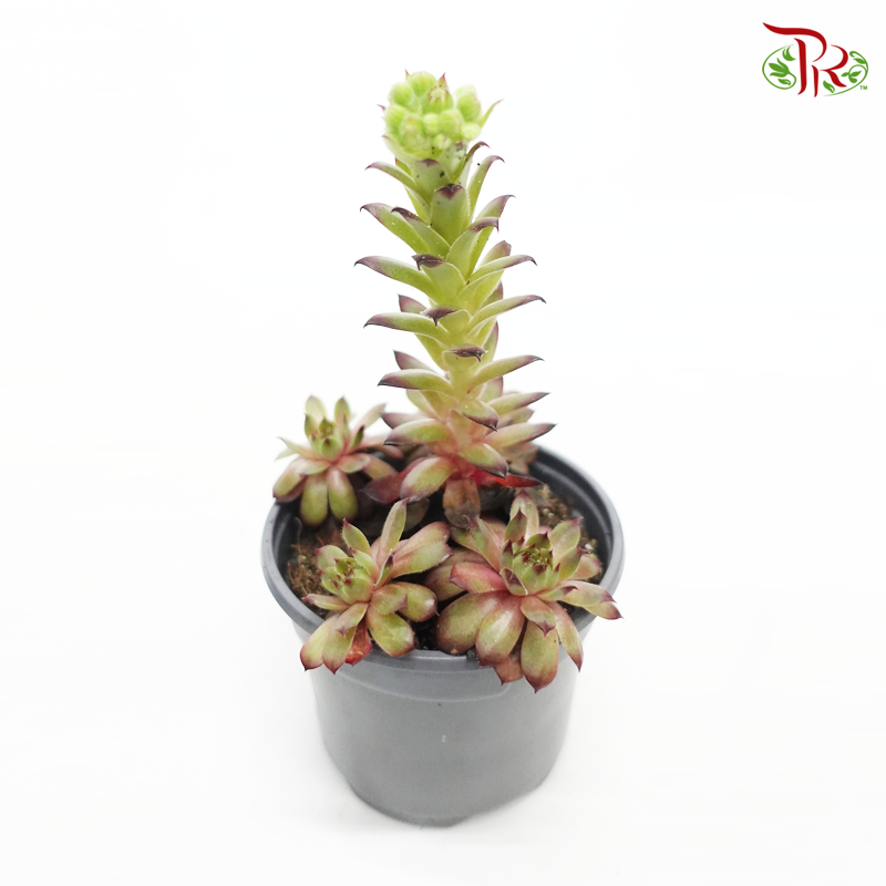 Sempervivum 《觀音蓮》 *Random choose-Pudu Ria Florist-prflorist.com.my