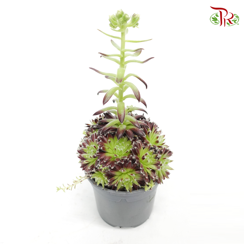 Sempervivum 《觀音蓮》 *Random choose-Pudu Ria Florist-prflorist.com.my