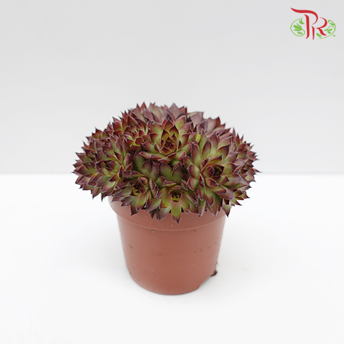Sempervivum《觀音蓮》