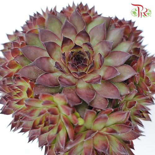 Sempervivum《觀音蓮》