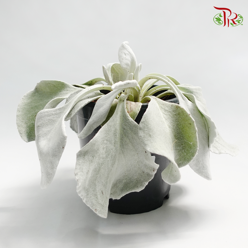 Senecio Senaw 《天使之翼-千里光属》-Pudu Ria Florist-prflorist.com.my