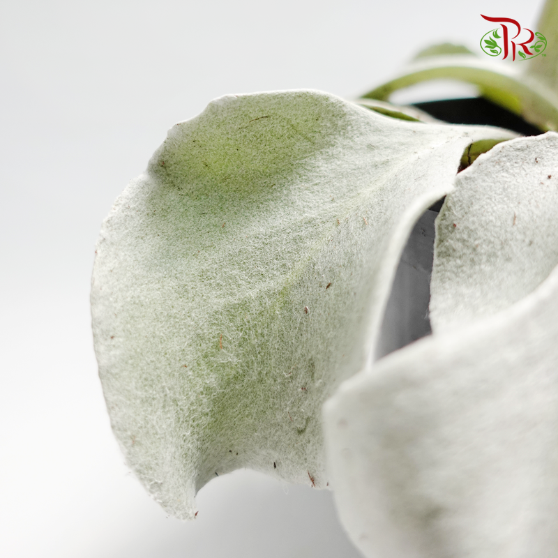 Senecio Senaw 《天使之翼-千里光属》-Pudu Ria Florist-prflorist.com.my