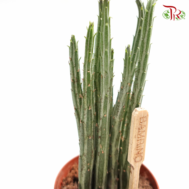 Senecio Stapeliiformis《菊光千里光属多肉》