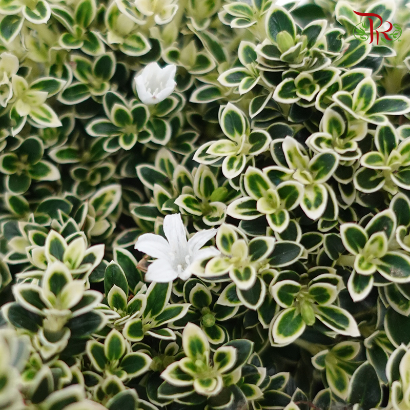 Serissa Variegated-P120 《 六月雪》WITHOUT BLOOMS - Pudu Ria Florist