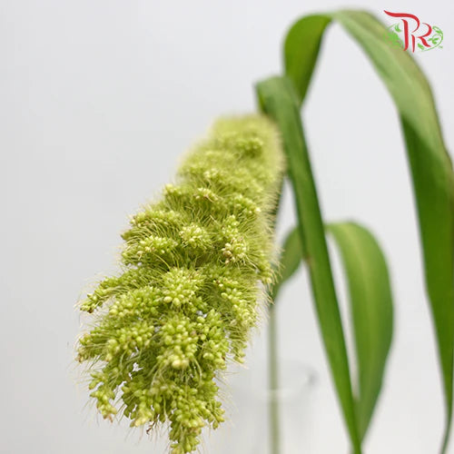 Setaria Italica