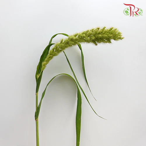 Setaria Italica