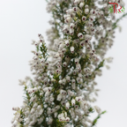 Silver Bell - (Per Bunch)-China-prflorist.com.my