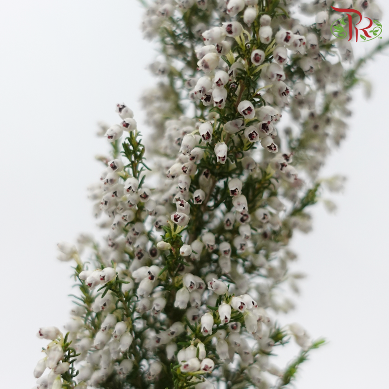 Silver Bell - (Per Bunch)-China-prflorist.com.my