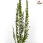 Silver Bell - (Per Bunch)-China-prflorist.com.my