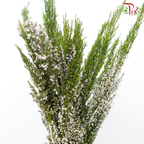 Silver Bell - (Per Bunch)-China-prflorist.com.my