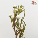 Silver Brunia - (10 Stems)-White-Africa-prflorist.com.my
