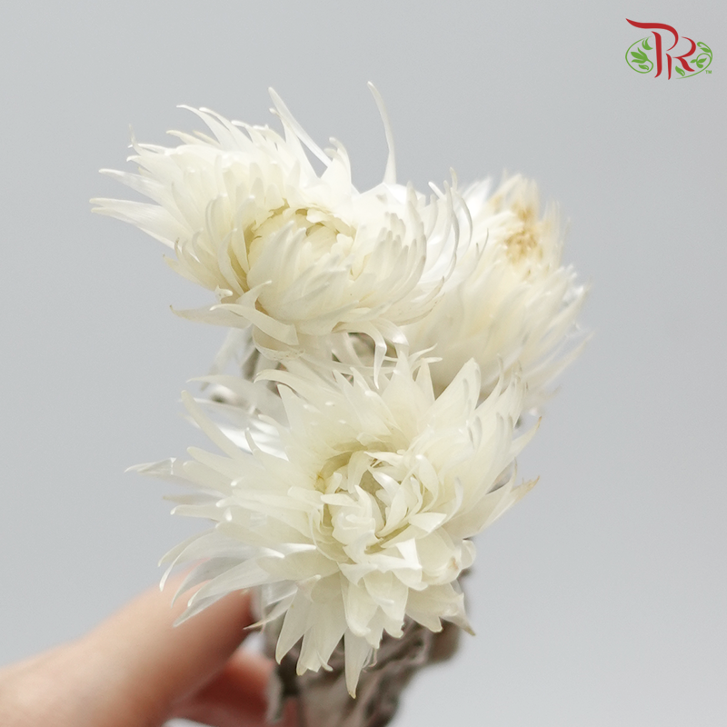 Silver Daisy Preservative ( 3200-0-011 )-White-Japan-prflorist.com.my