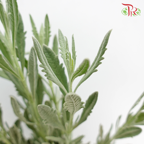 Silver Lavender - (Per Bunch)-Green-Kenya-prflorist.com.my
