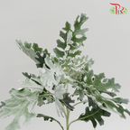 Silver Leaf-Malaysia-prflorist.com.my