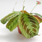 Maranta Unknown Silver x Black 《竹芋》 - Pudu Ria Florist