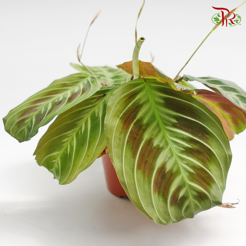 Maranta Unknown Silver x Black 《竹芋》 - Pudu Ria Florist