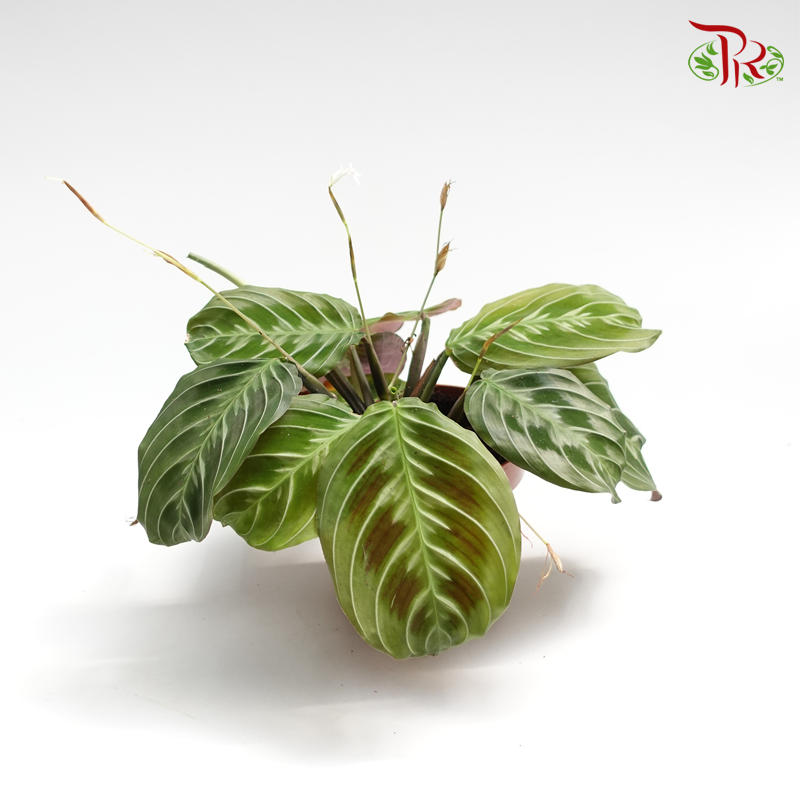 Maranta Unknown Silver x Black 《竹芋》 - Pudu Ria Florist