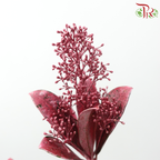Skimmia Dyed - Pink (Per Bunch)-Pink-Netherland-prflorist.com.my