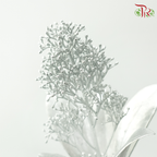 Skimmia - Silver (Per Bunch)-Silver-Netherland-prflorist.com.my