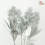 Skimmia - Silver (Per Bunch)-Silver-Netherland-prflorist.com.my