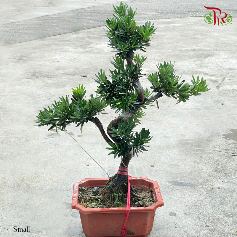 Podocarpus Small (HE)