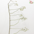 Smilax China (Per Bunch)-China-prflorist.com.my