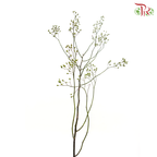 Smilax China (Per Bunch)-China-prflorist.com.my