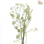 Smilax China (Per Bunch)-China-prflorist.com.my
