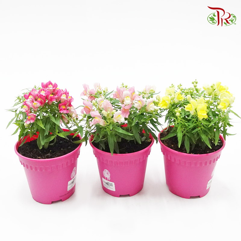 Snapdragon 《金鱼草 》(RANDOM CHOOSE COLOUR)-Pudu Ria Florist-prflorist.com.my