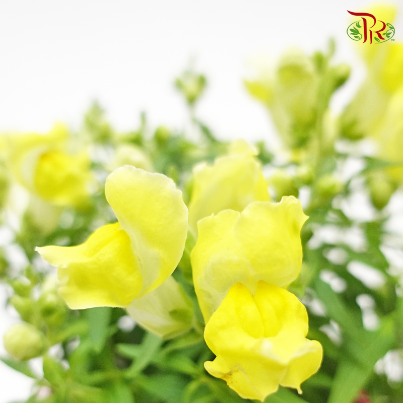 Snapdragon 《金鱼草 》(RANDOM CHOOSE COLOUR)-Pudu Ria Florist-prflorist.com.my