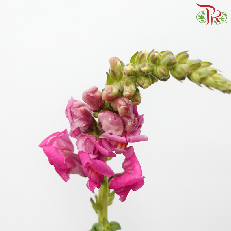 Snapdragon - Antirrhinum Cherry Pink (10 Stems) *Fragile-Cherry Pink-Vietnam-prflorist.com.my