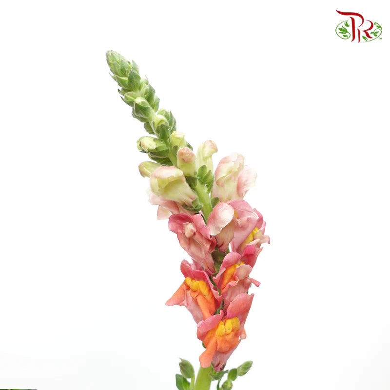 Snapdragon 《金鱼草》