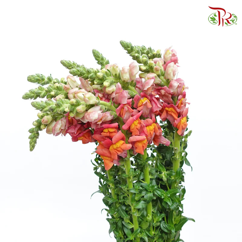 Snapdragon 《金鱼草》