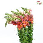Snapdragon 《金鱼草》