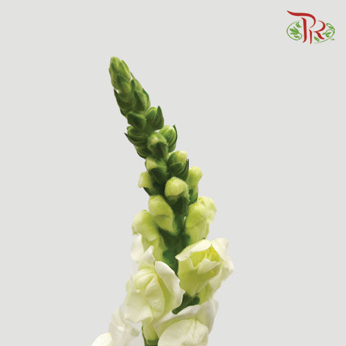 Snapdragon - White (10 Stems)-White-China-prflorist.com.my