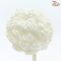 Snow Lotus - White (Per Stem)-White-China-prflorist.com.my
