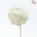 Snow Lotus - White (Per Stem)-White-China-prflorist.com.my