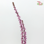 Snow Plum - Cherry Pink (Per Bunch)-Pink-China-prflorist.com.my