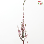 Snow Plum - Hot Pink (Per Bunch)-Pink-China-prflorist.com.my