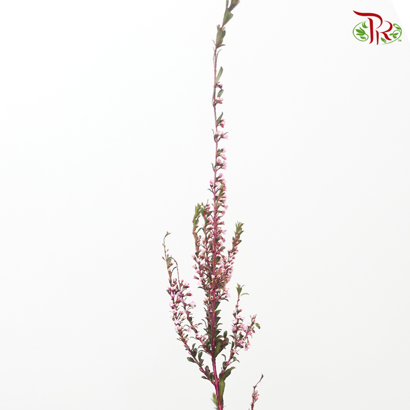 Snow Plum - Hot Pink (Per Bunch)-Pink-China-prflorist.com.my