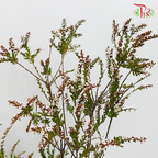 Snow Plum - Pink (Per bunch)-Pink-China-prflorist.com.my