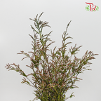 Snow Plum - Pink (Per bunch)-Pink-China-prflorist.com.my
