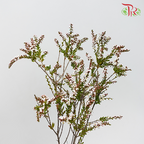 Snow Plum - White (Per Bunch)-White-China-prflorist.com.my