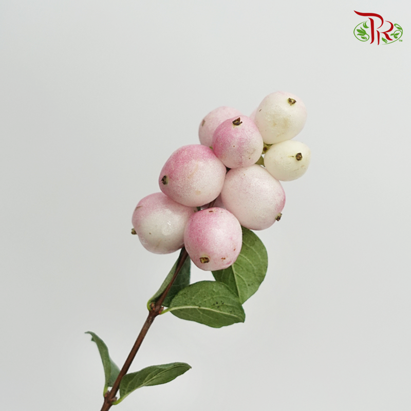 Snowberry Symphoricarpos - Light Pink (Per Bunch)-Pink-China-prflorist.com.my